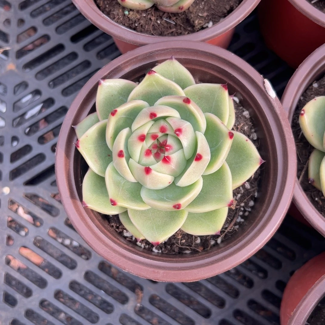 多肉植物单头蓝龙