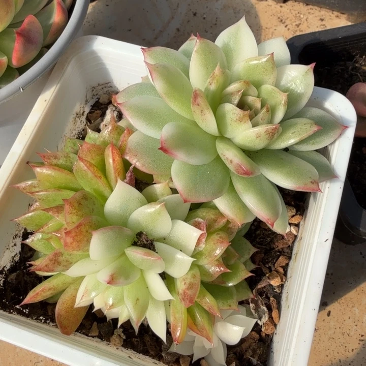 黑水晶锦腹轮锦底座群