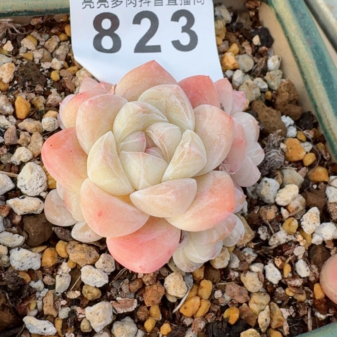 冰玉五头  开播福利捡漏随单发满58包邮