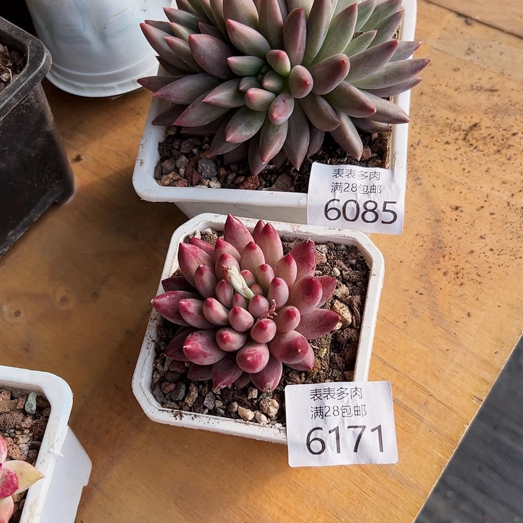 9号我们的确是一6085.6171