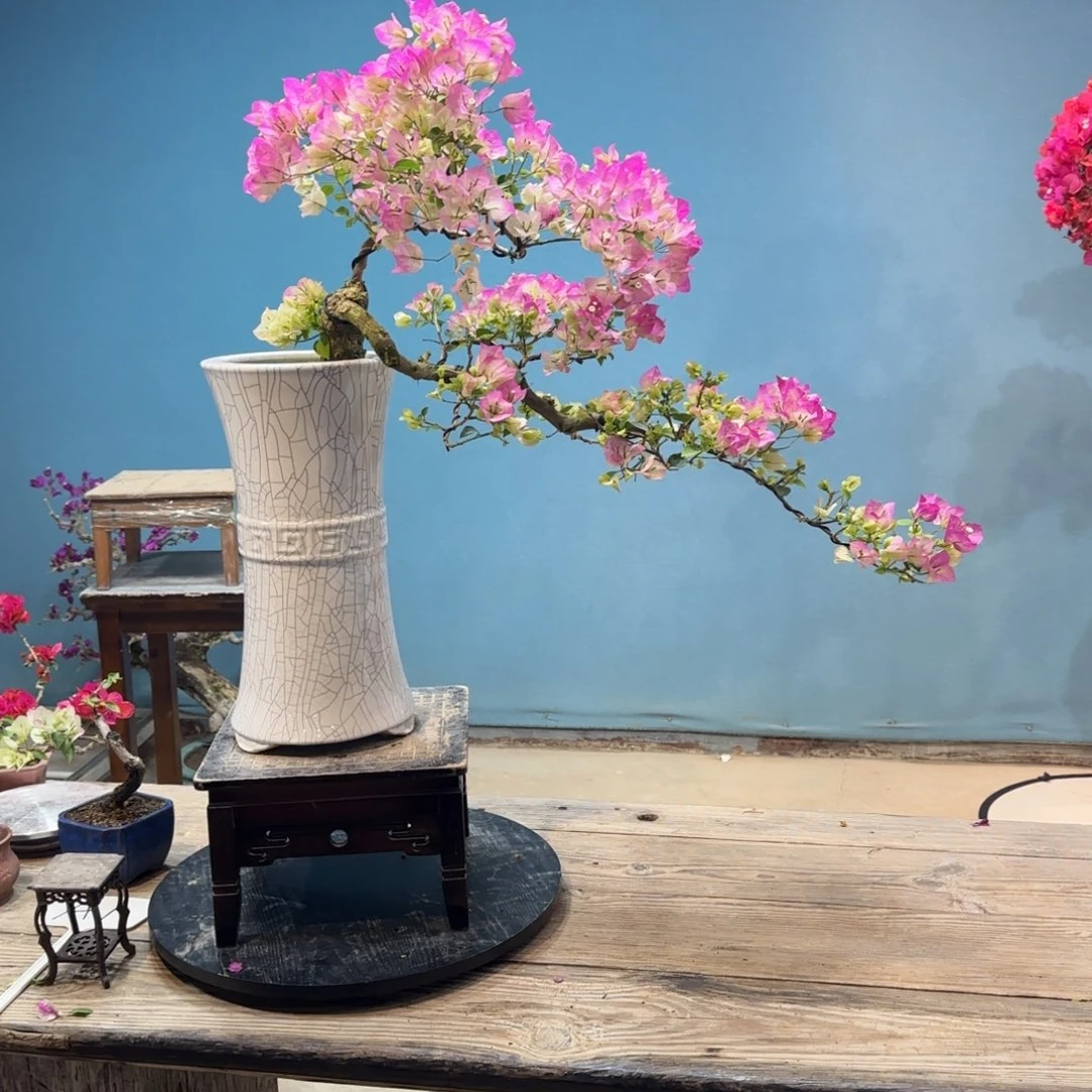 煒***…无花朵绿樱三角梅盆景