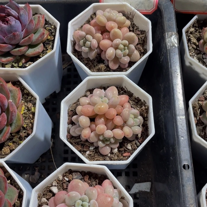 洛可可群带盆土发货