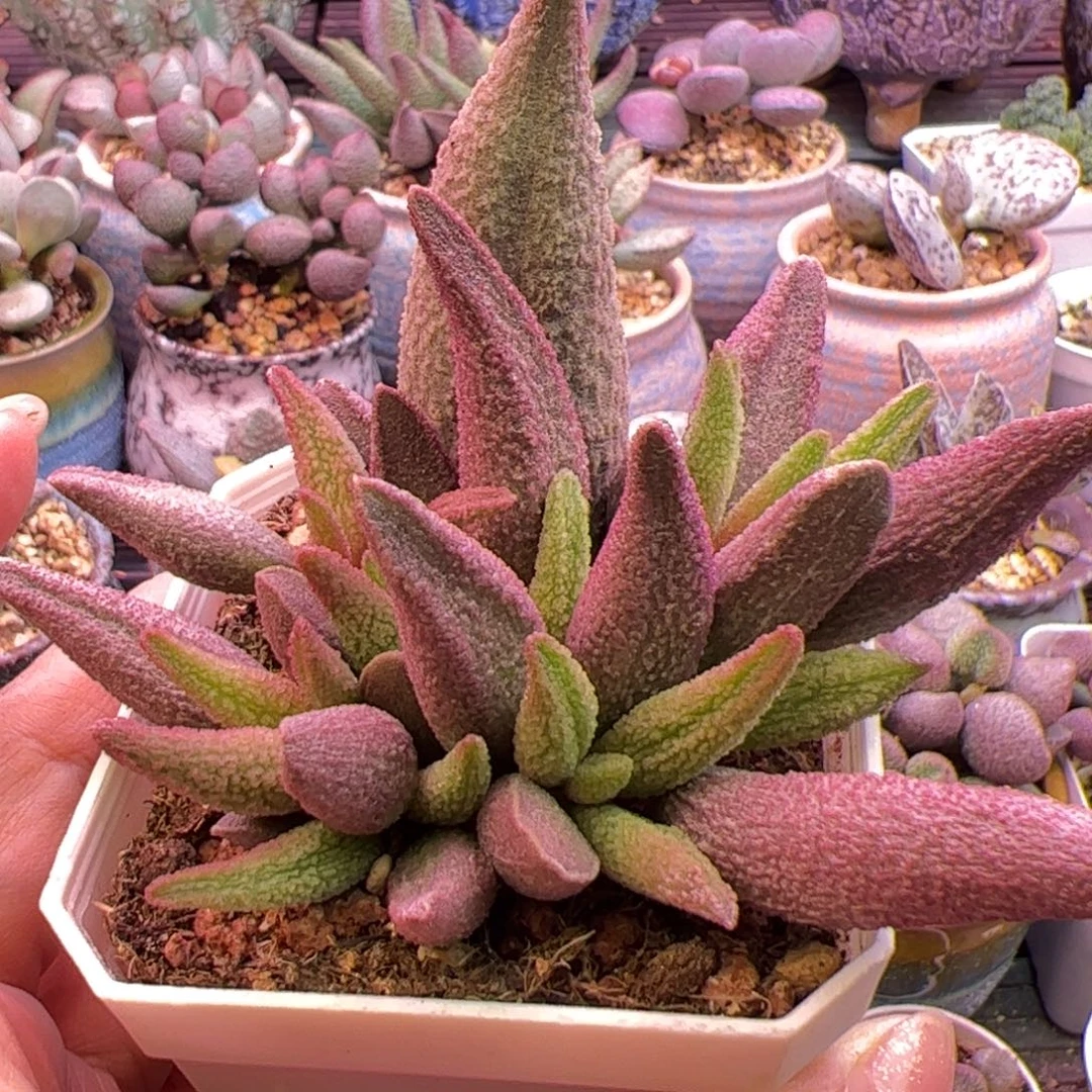 汉***器纯红哈默杂。