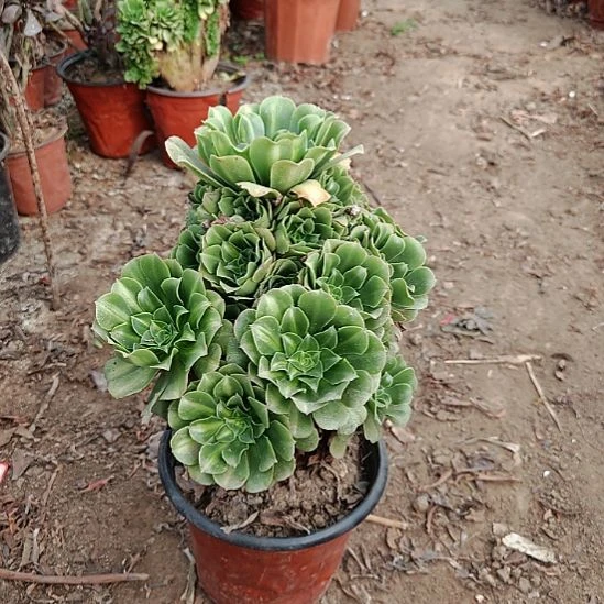 翡翠城法师加急23