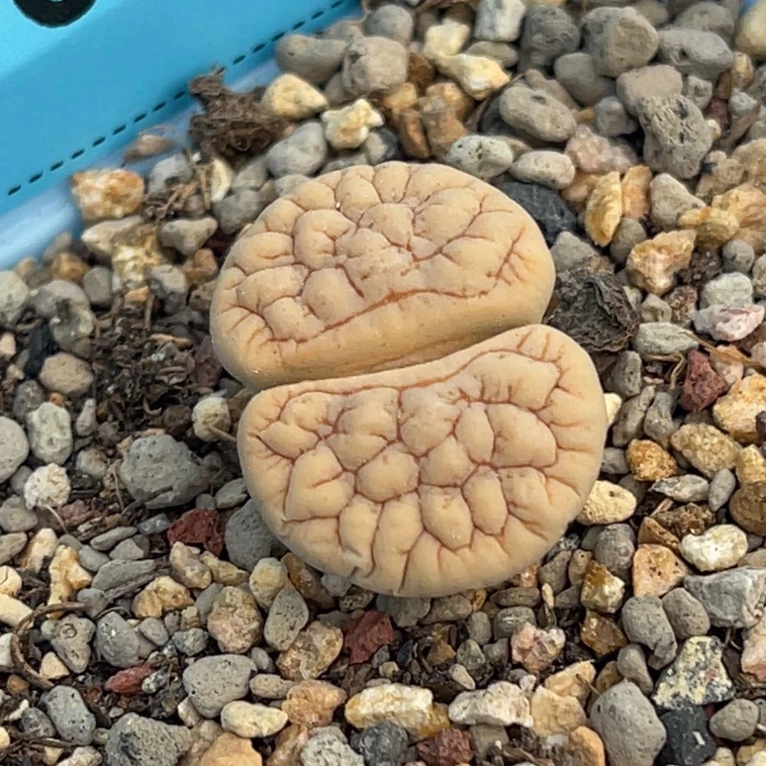 7620莲花凹凸189一颗