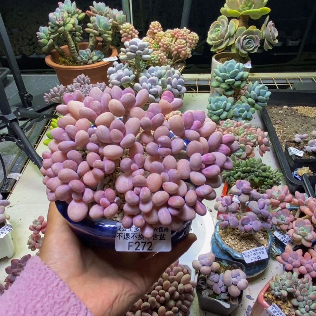 n***n372糖果桃蛋多肉有撑头