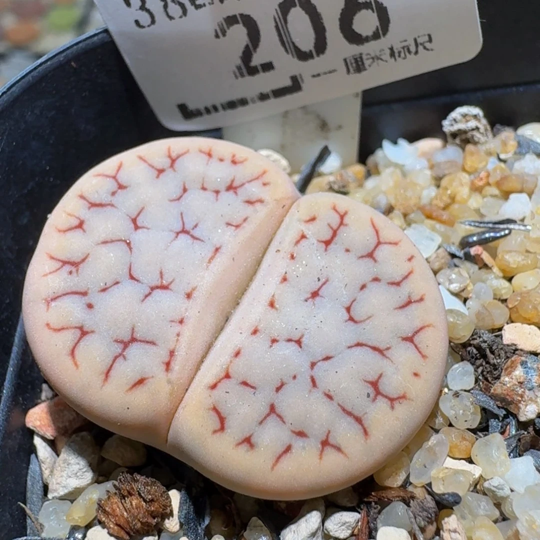 Ssss精品生石花206