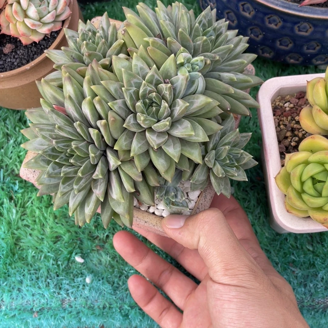 幻影美人多肉植物盆栽多肉