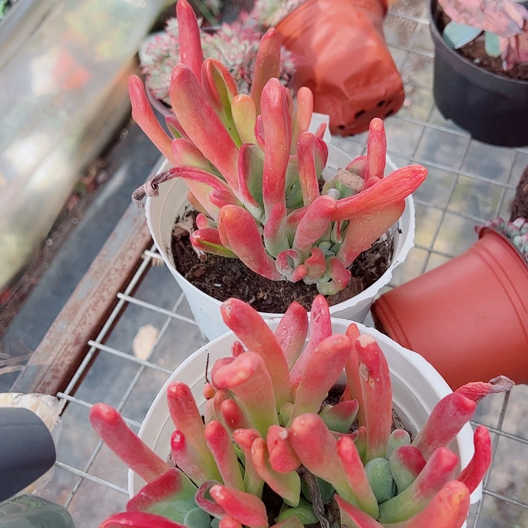 火狐狸多头造型精品二盆