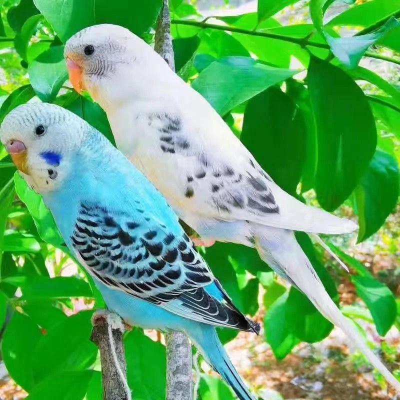 （7号+专用链接）小家雀宠物鸟观赏鸟玩赏鸟鹦鹉活体