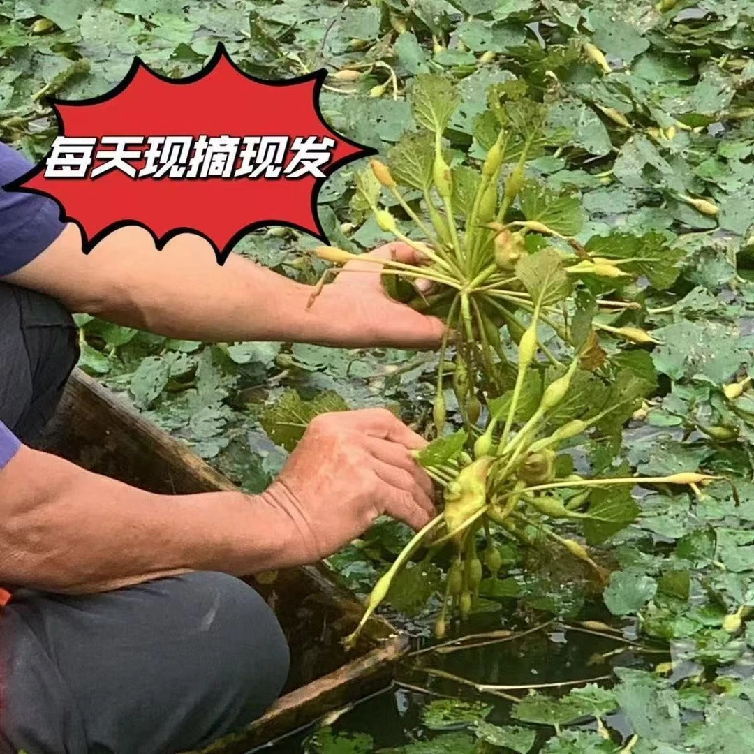 【老菱角顺丰包邮】江苏溱湖菱角水栗子青皮菱角粉糯香甜当天现采摘