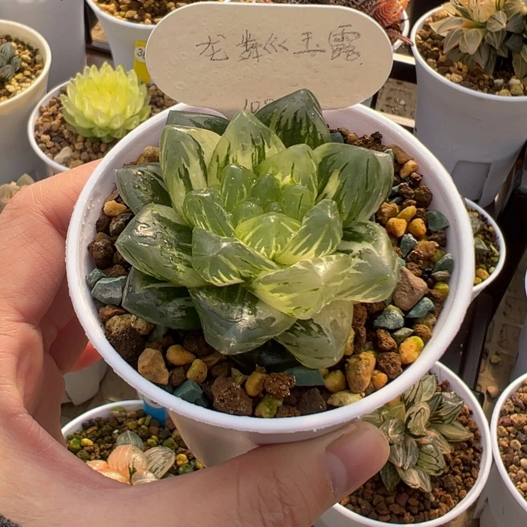 龙鳞玉露锦1111111111111