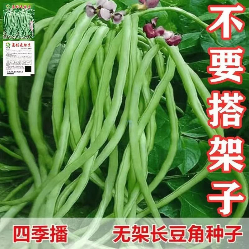 正宗高产无架长豆角豇豆种子新鲜不搭架高产种籽孑苗蔬菜种子