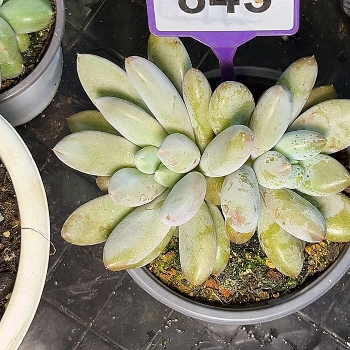 多肉植物红胖体哥特843