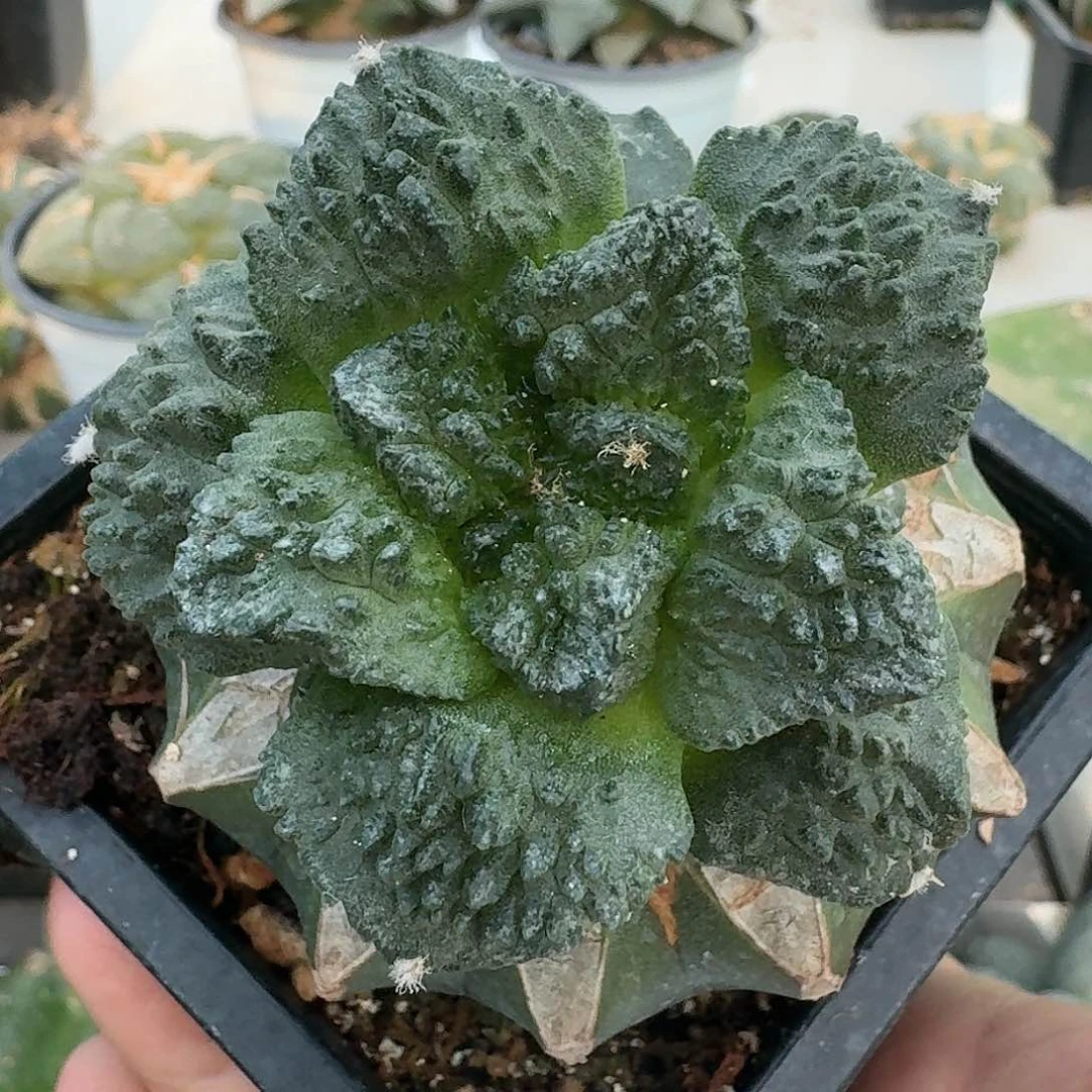 【闪购商品】无花朵火*狸菜花牡丹136