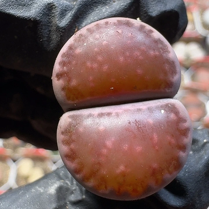 生石花高腿2//：/。  269号