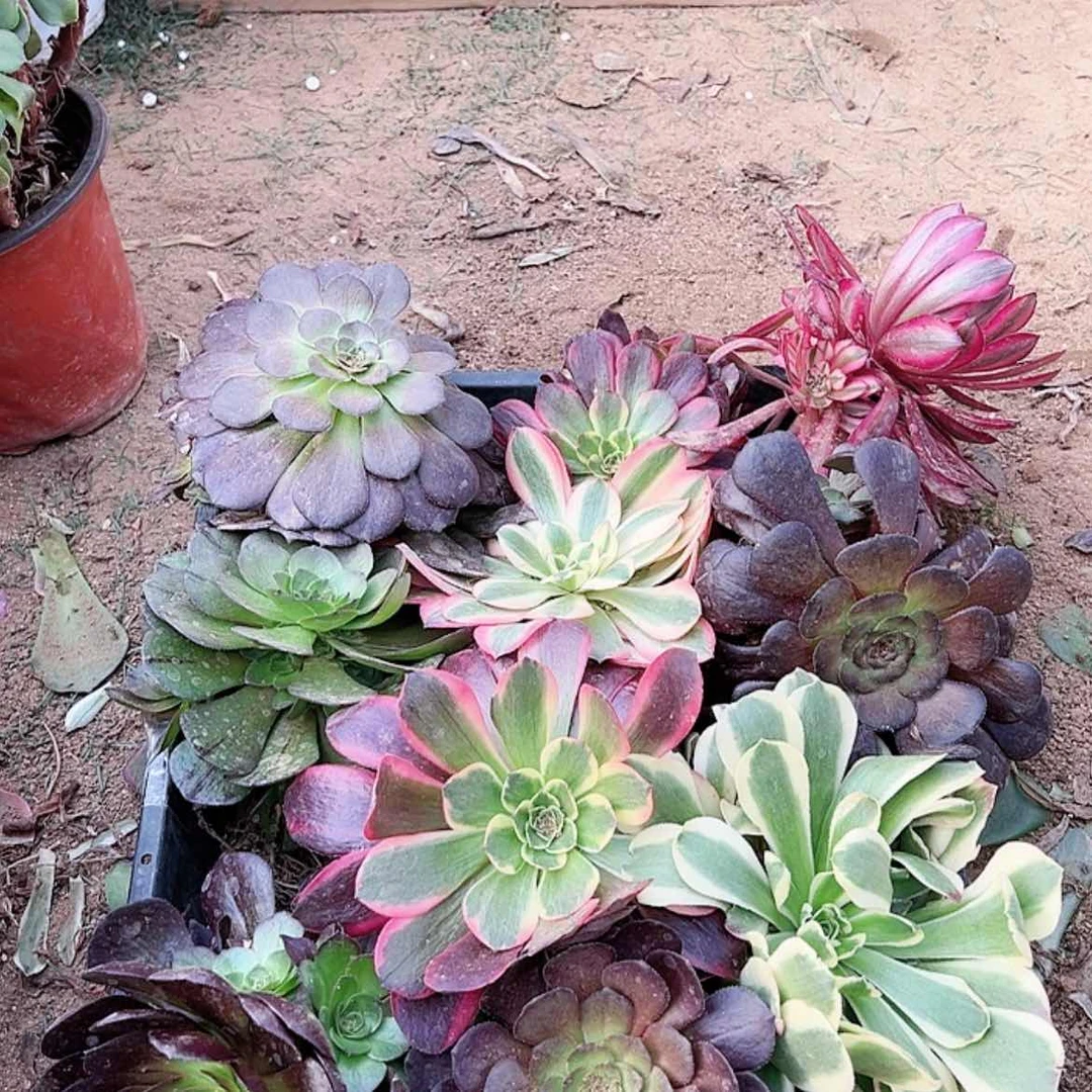 【闪购商品】福利10颗多肉植物随机发货