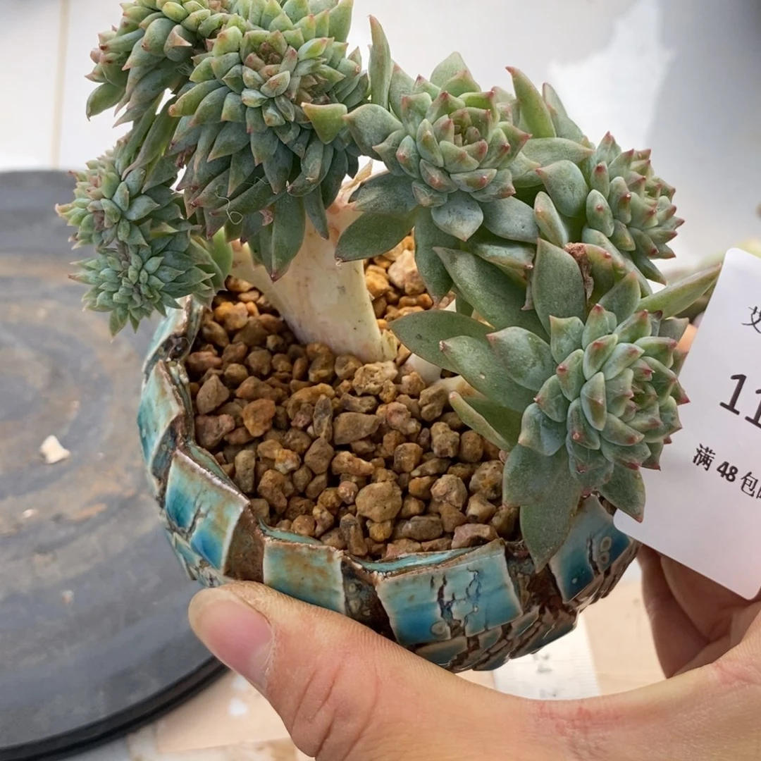 冰魄缀化多肉多肉1160