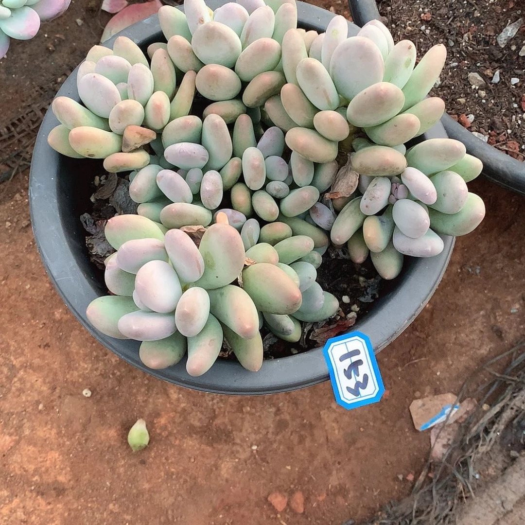 153耐杂 一物一拍多肉