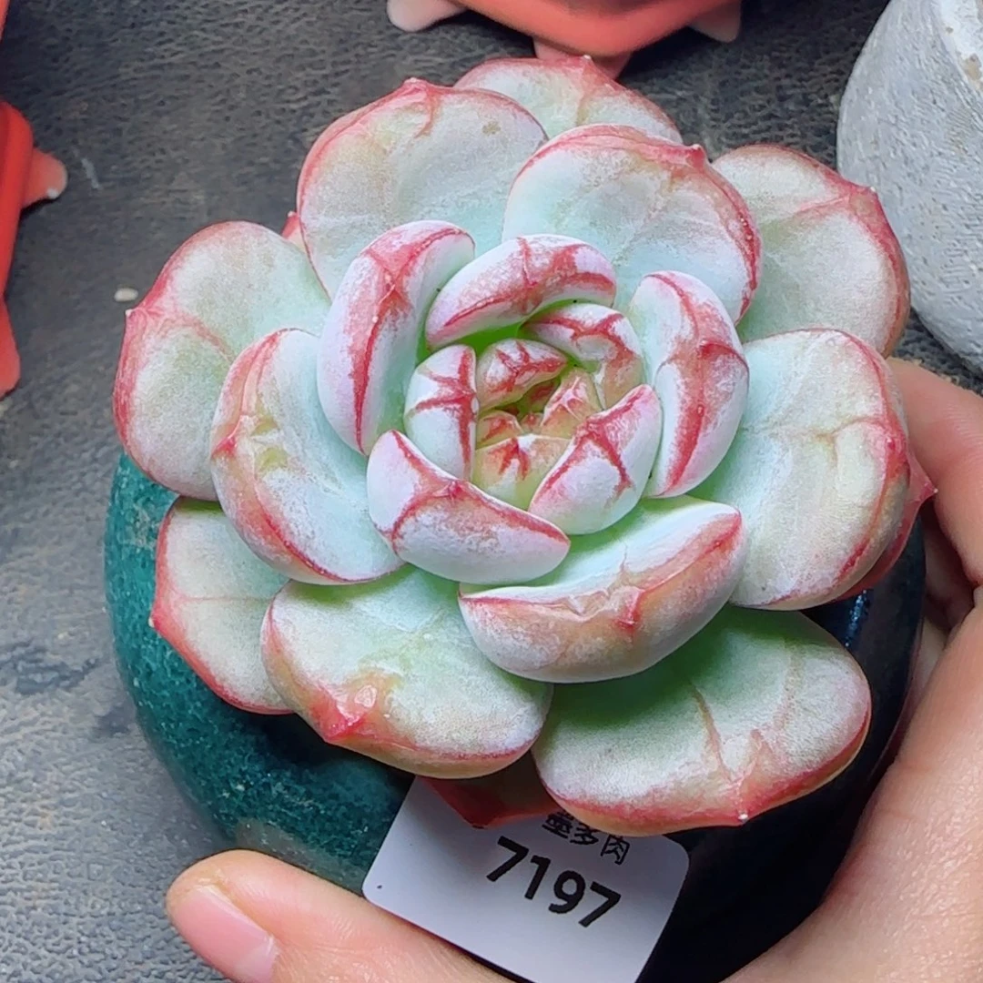 雪色浪漫，7197多肉植物