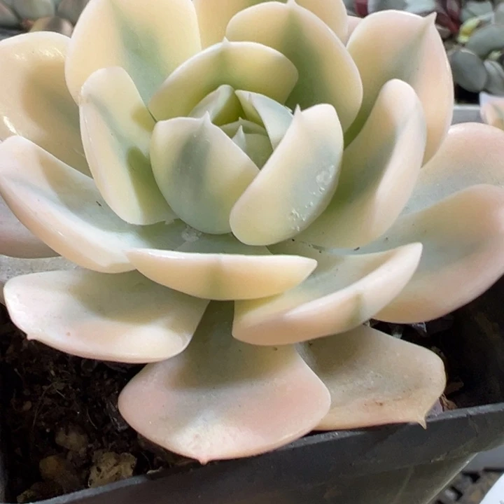 锦多肉植物多肉植物