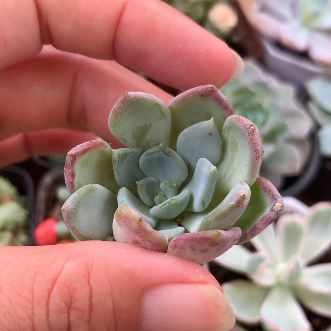 玛瑙穴苗六颗一组