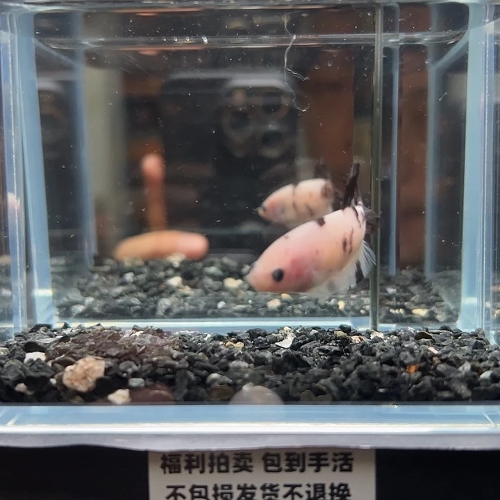 斗鱼一单包邮13日111女