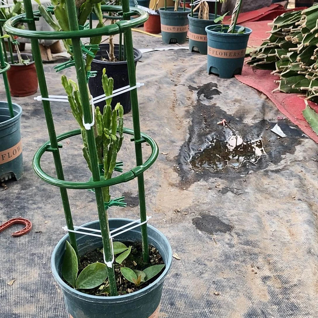 卖***姐无花朵叶仙嫁接双色异类