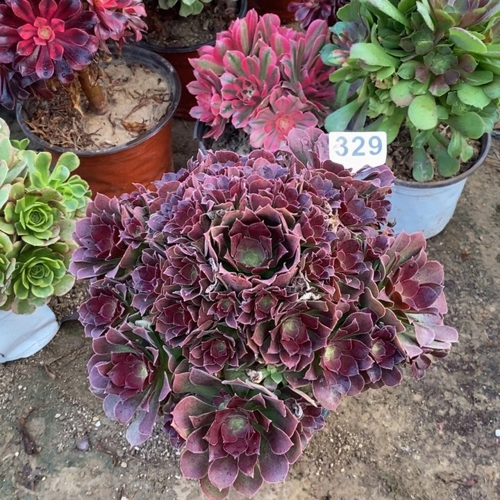 329柠檬玫瑰多肉