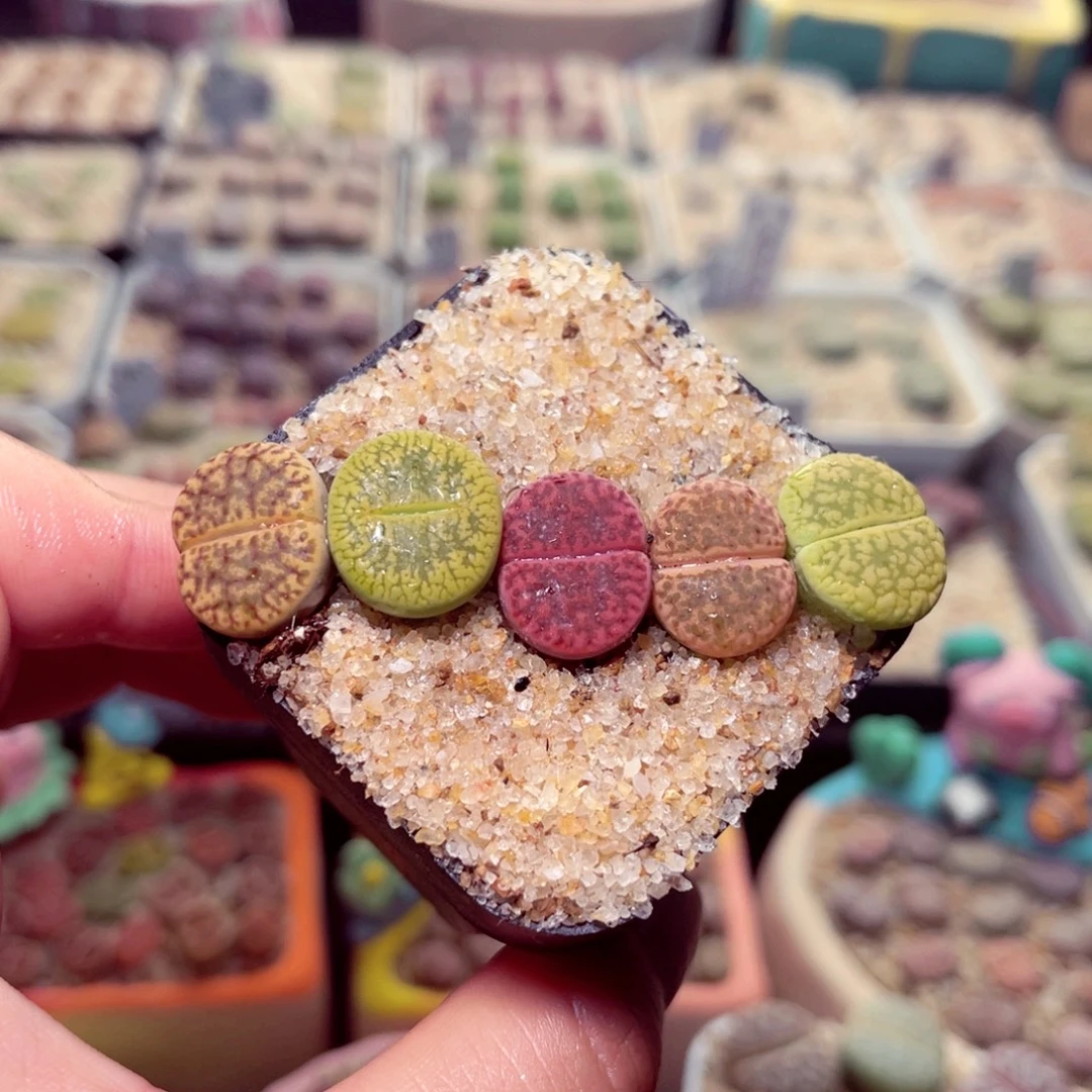 08号带盆包邮发货