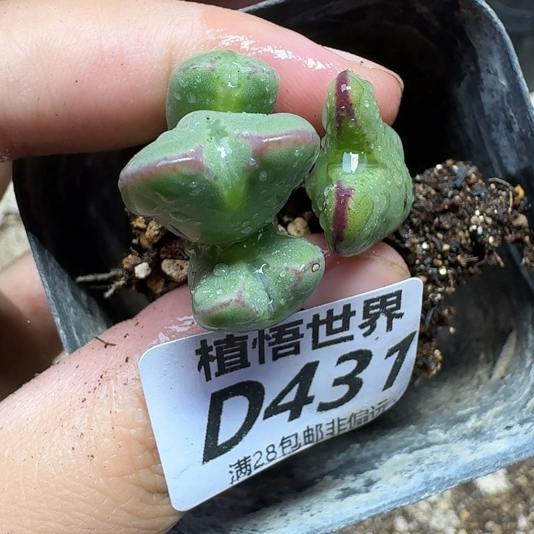 多肉植物的人生fhbn