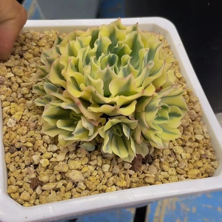 海啸完美捧花一物一拍