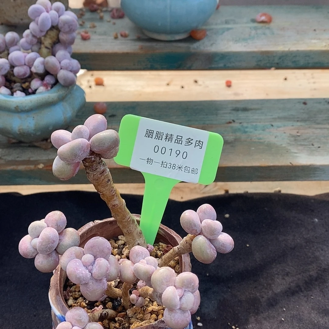 190统计哈就咯某我哦哦