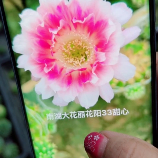 下27丽花甜心歪无根侧芽3公分左右20包邮