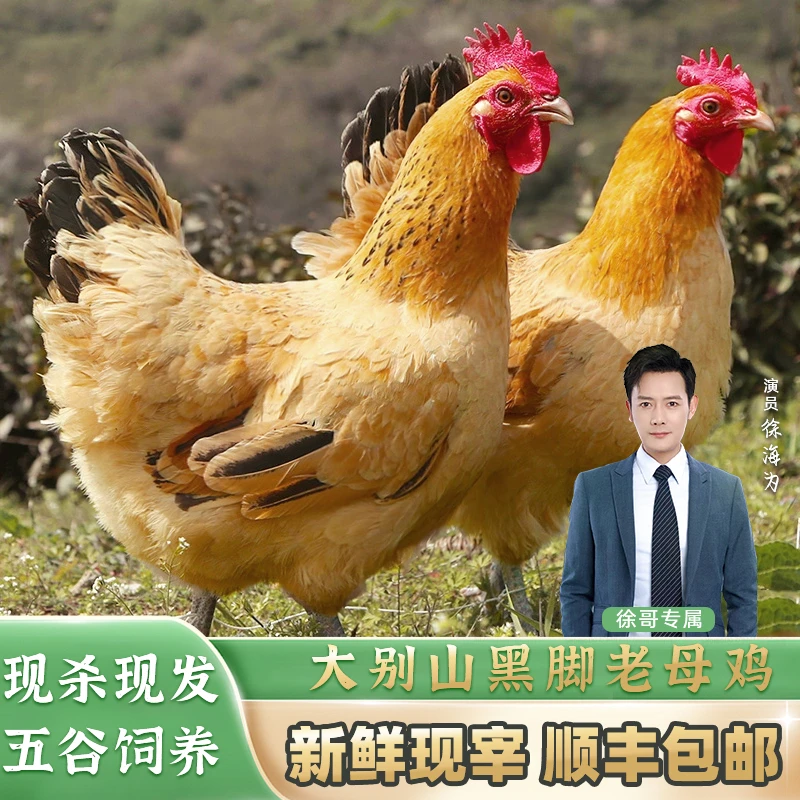 【徐哥专属】大别山黄油黑爪老母鸡吃五谷鸡2只5-6斤