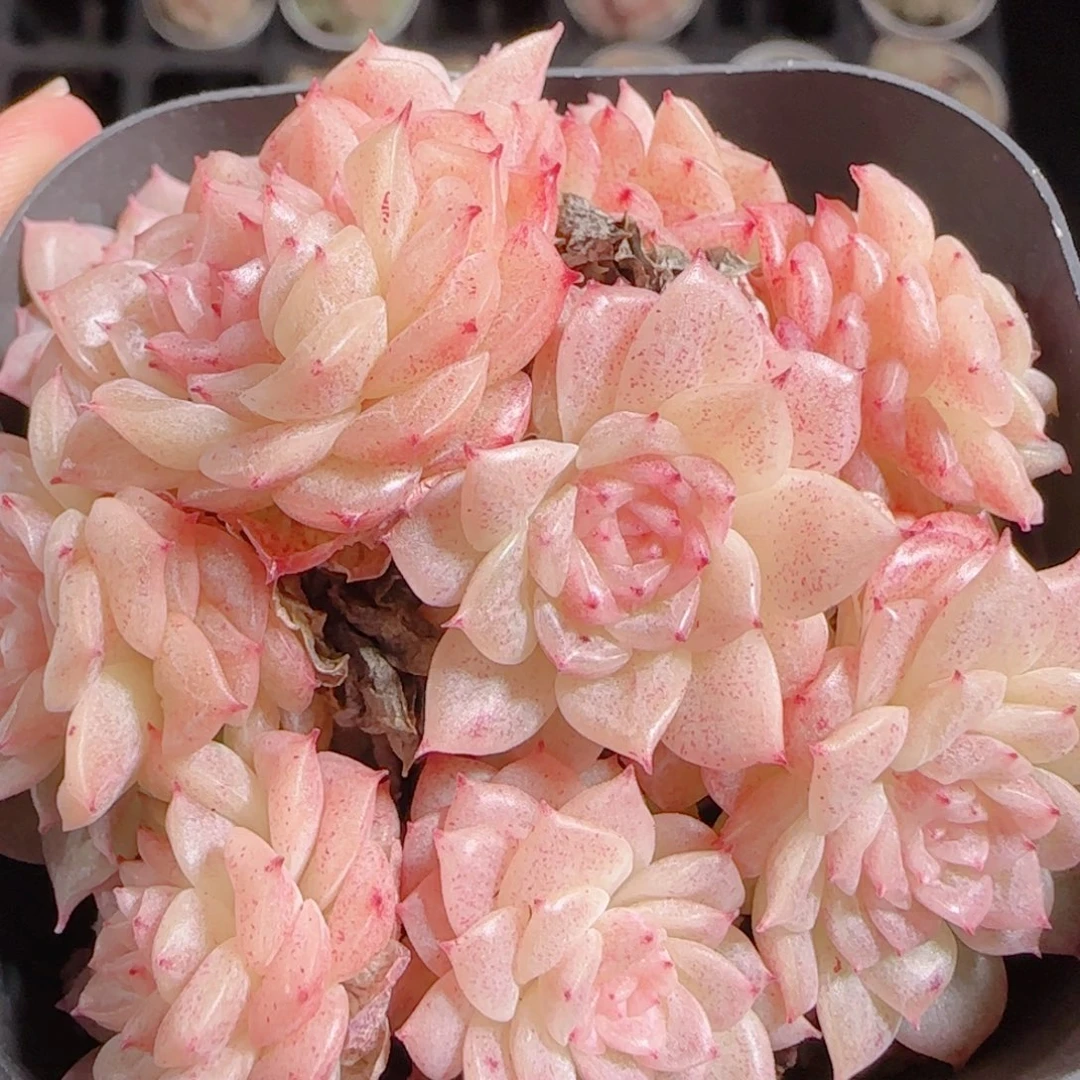 花语多肉1217-234散粉魔仙