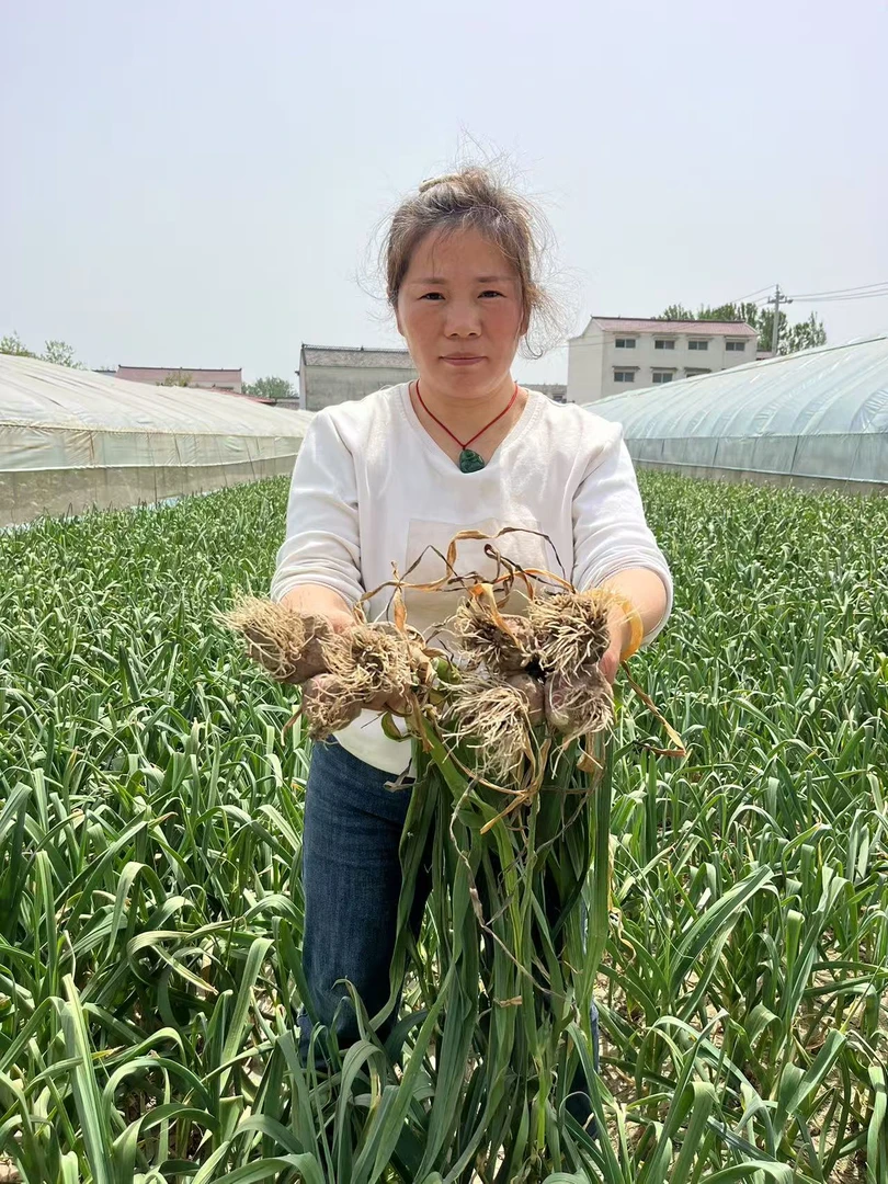 河南周口新鲜大蒜可泡糖醋蒜发货带微泥