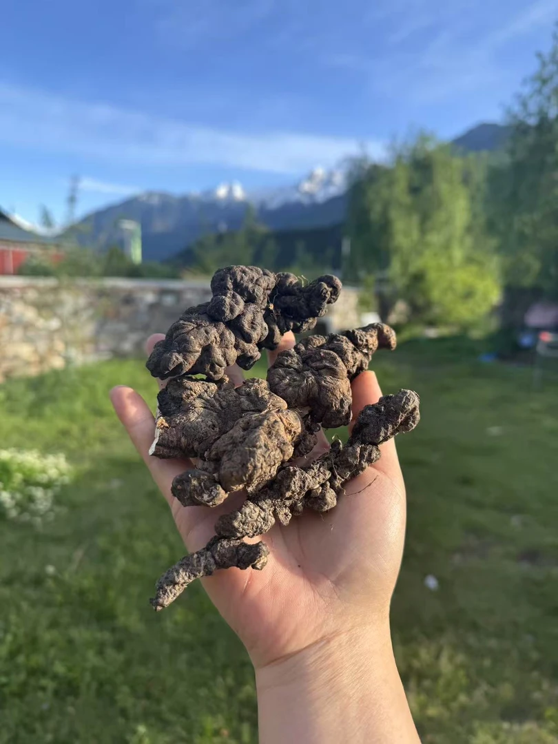 【飞飞精选】西藏 大自然猪苓 香味浓郁