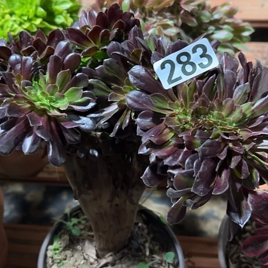 用***1多肉植物一个欧若拉283