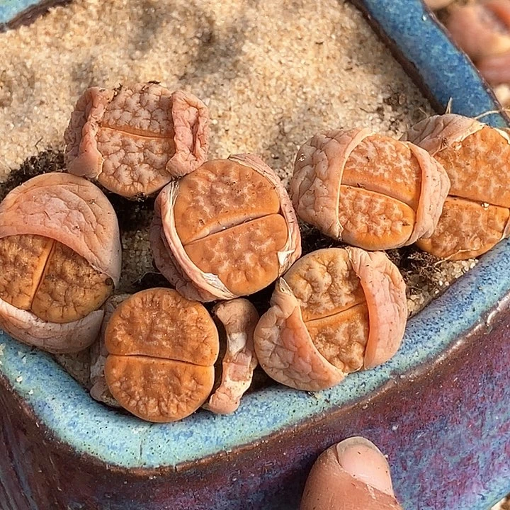 23514拿铁母本一组两颗