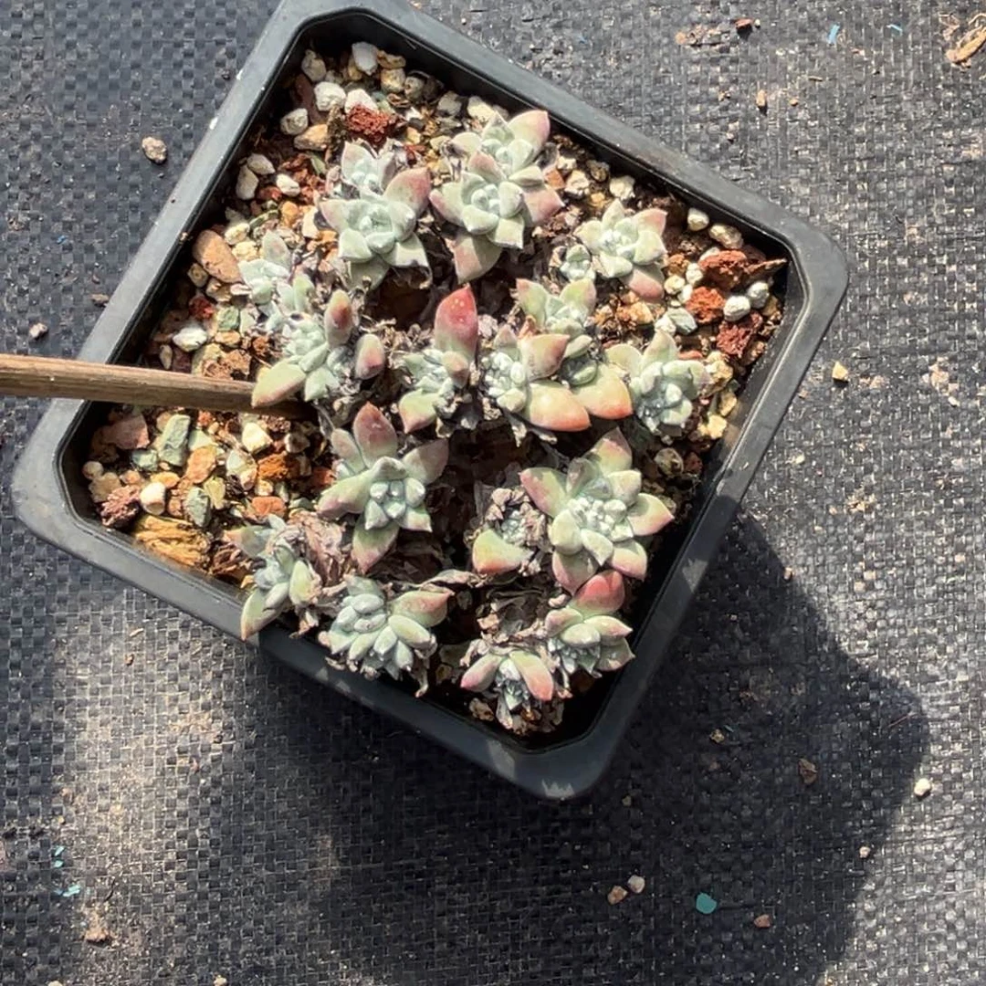 大脸白菊～一物一拍14