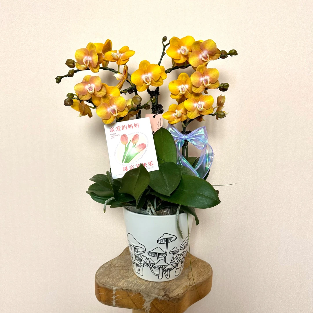 【拉斯维加斯】欧品 蜡质蝴蝶兰带花带花苞组盆盆栽桌面花复古黄