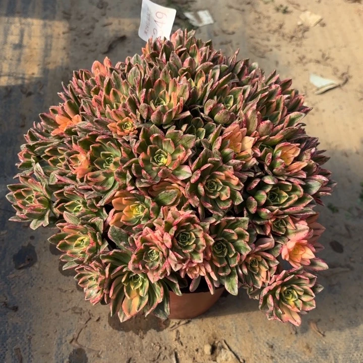 甜茶多肉法师5349