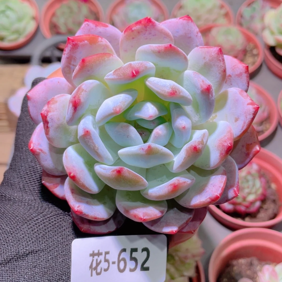 花利美5-652橙梦露