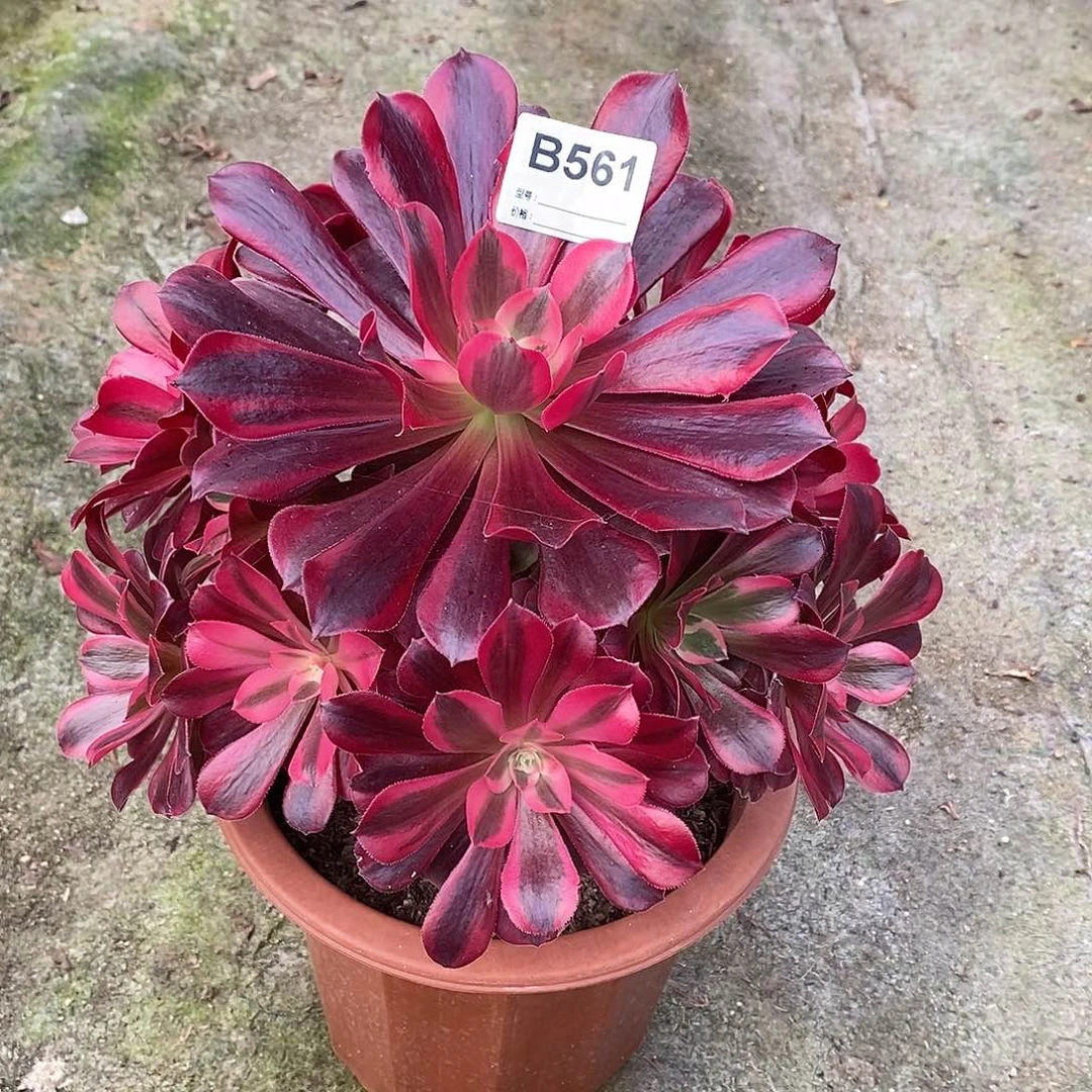 美杜莎多肉植物561