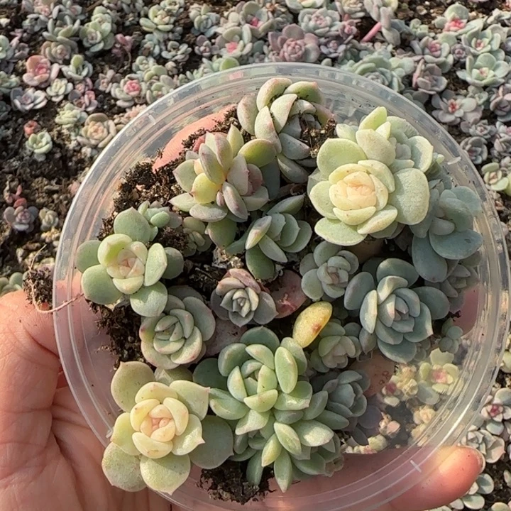 火***鑫9王者系列多肉一盒