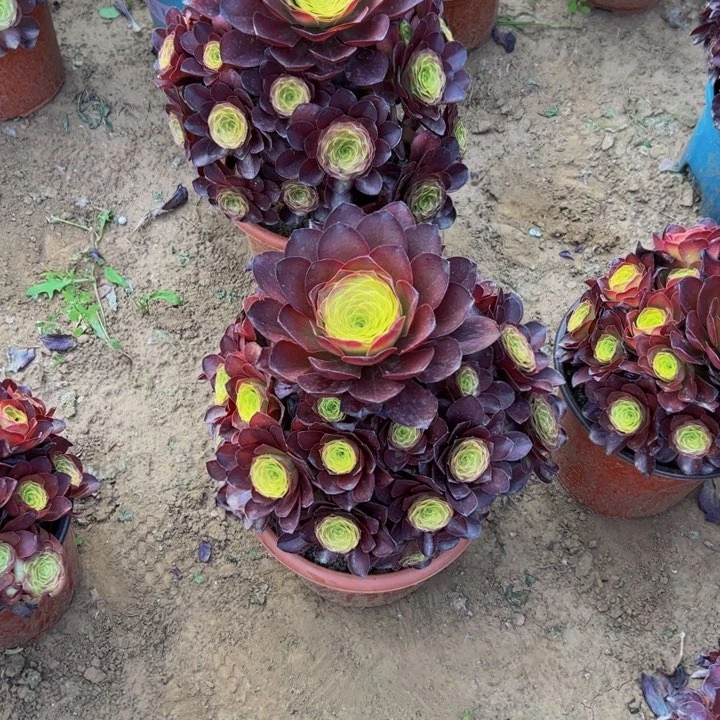 28.8魅金玫瑰一棵