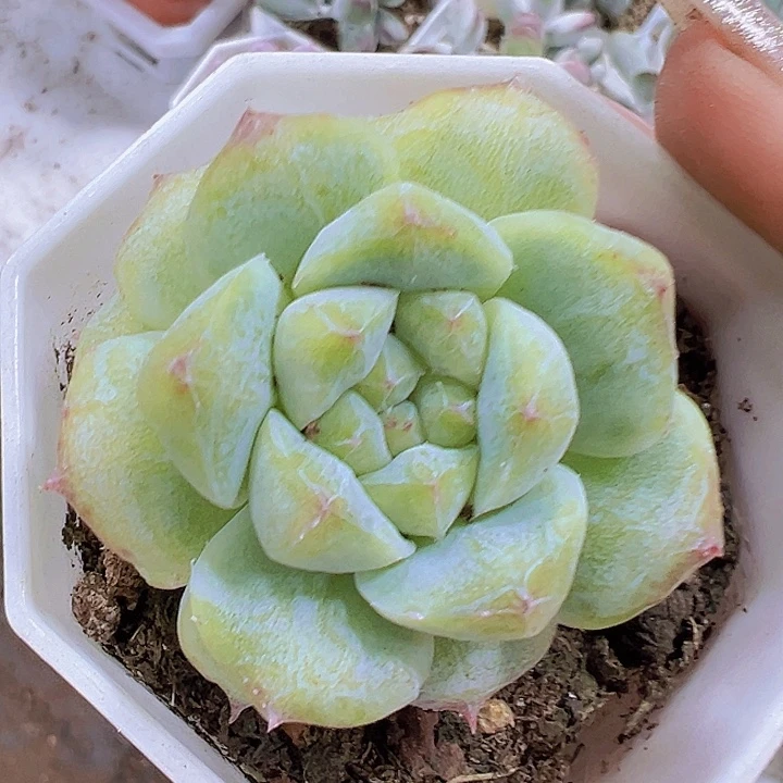 粉钻石化19包邮多肉植物