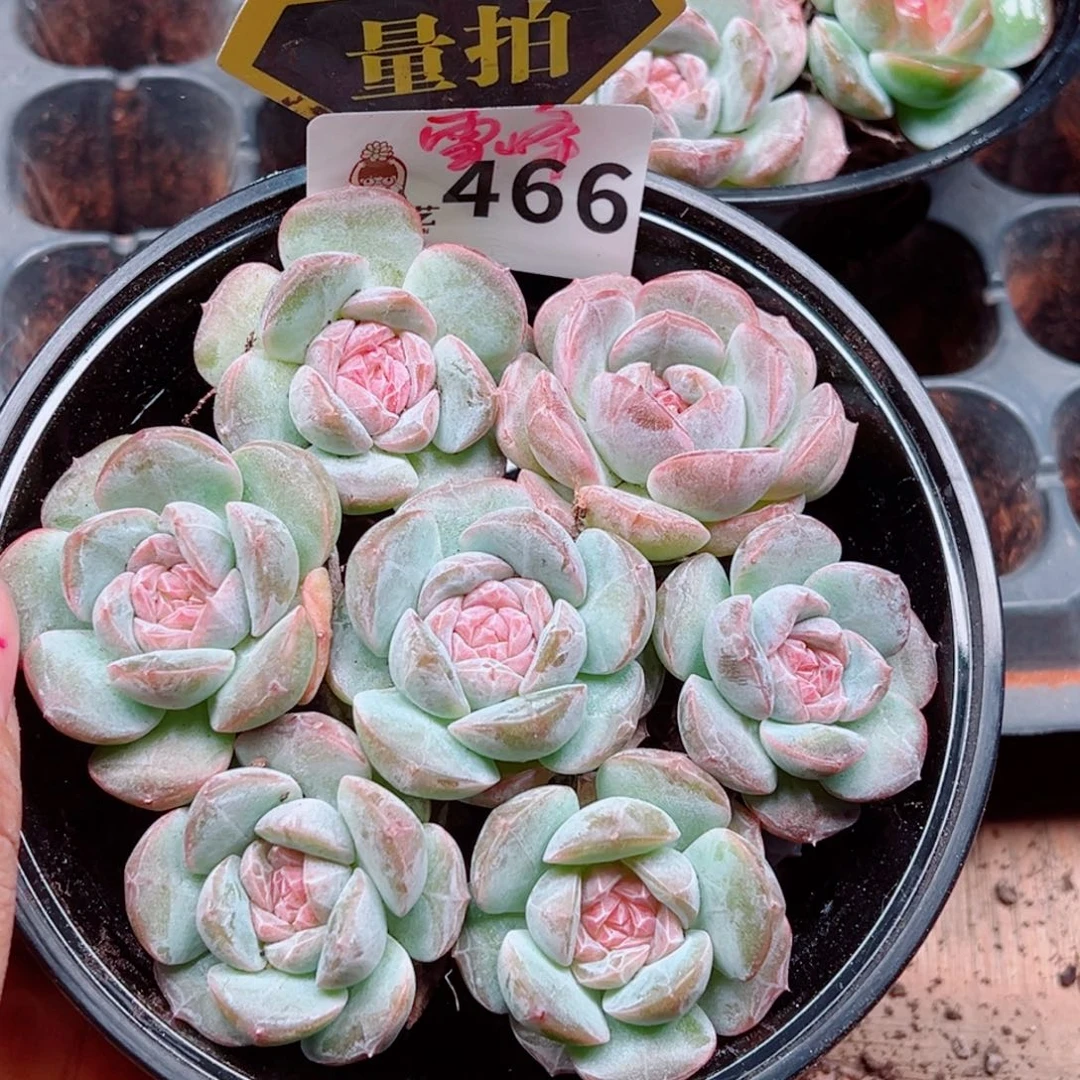 多肉植物多肉植物