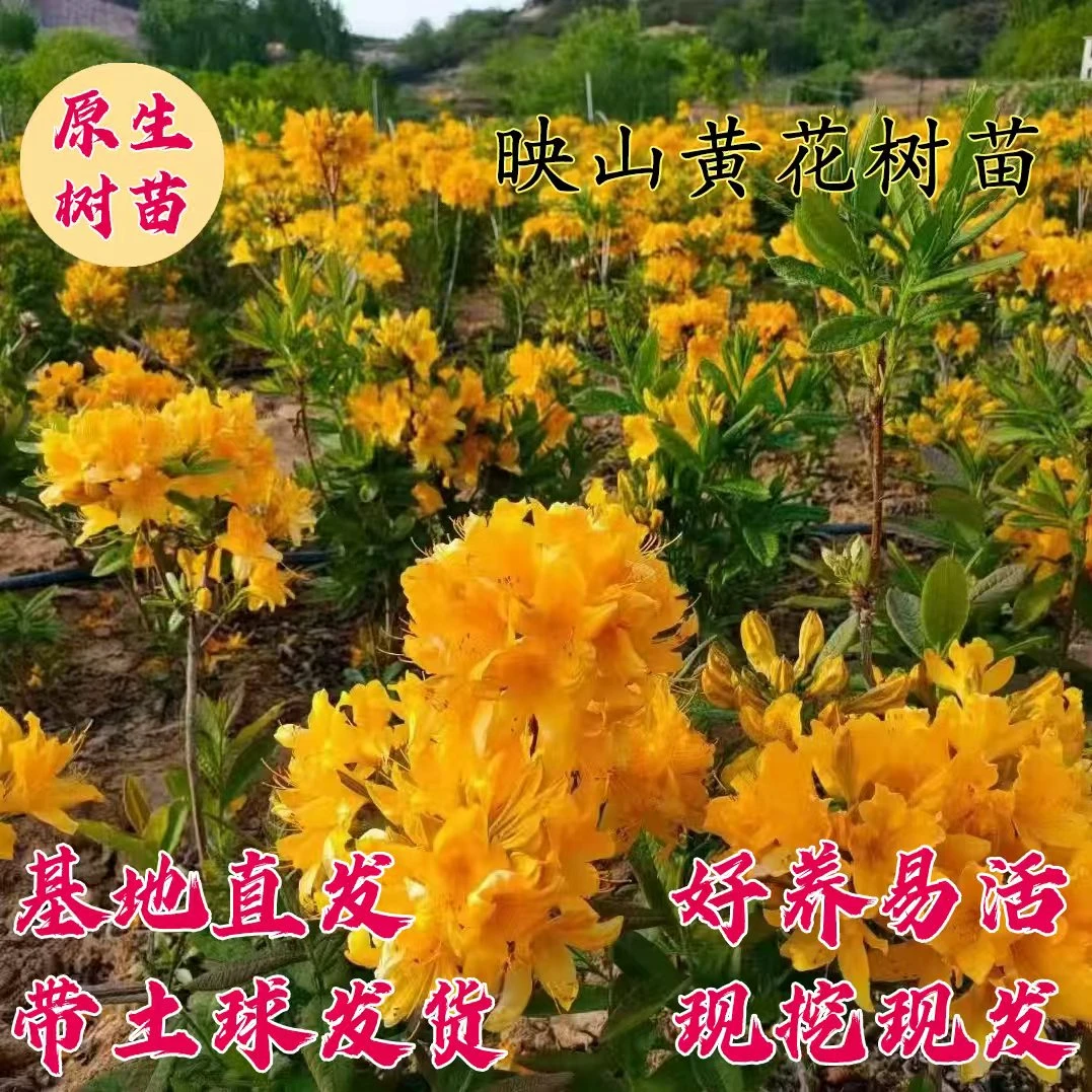 映山黄耐寒植物盆栽地栽南北方种植
